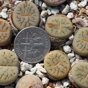 植物-1- リトープス・シュードトランカテラ「スプリットピー」C104