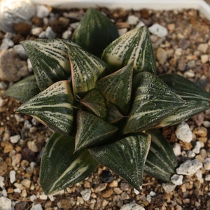 Plant - Haworthia splendens Variegata