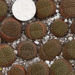May include: Close-up of a group of brown and green succulent plants with a textured surface. The plants are arranged in a cluster and are surrounded by small white pebbles.