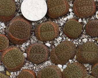 Planta - 1 - Lithops hookeri marginata