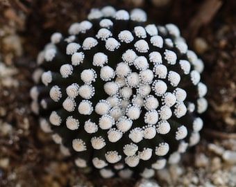 Plant -1- Mammillaria luethyi