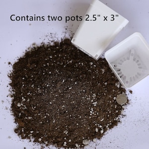 Puede incluir: Dos macetas de plástico blanco, de 2,5 pulgadas por 3 pulgadas, con un montón de tierra para macetas marrón en el centro. Contiene dos macetas de 2,5" x 3"