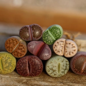 Plant - combination  9 plants color Lithops