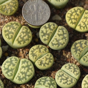 Plant-1 Lithops karasmontana Lerichegreen image 1