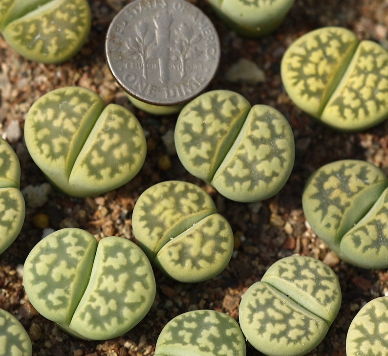 Plant-1 Lithops karasmontana Lerichegreen image 1