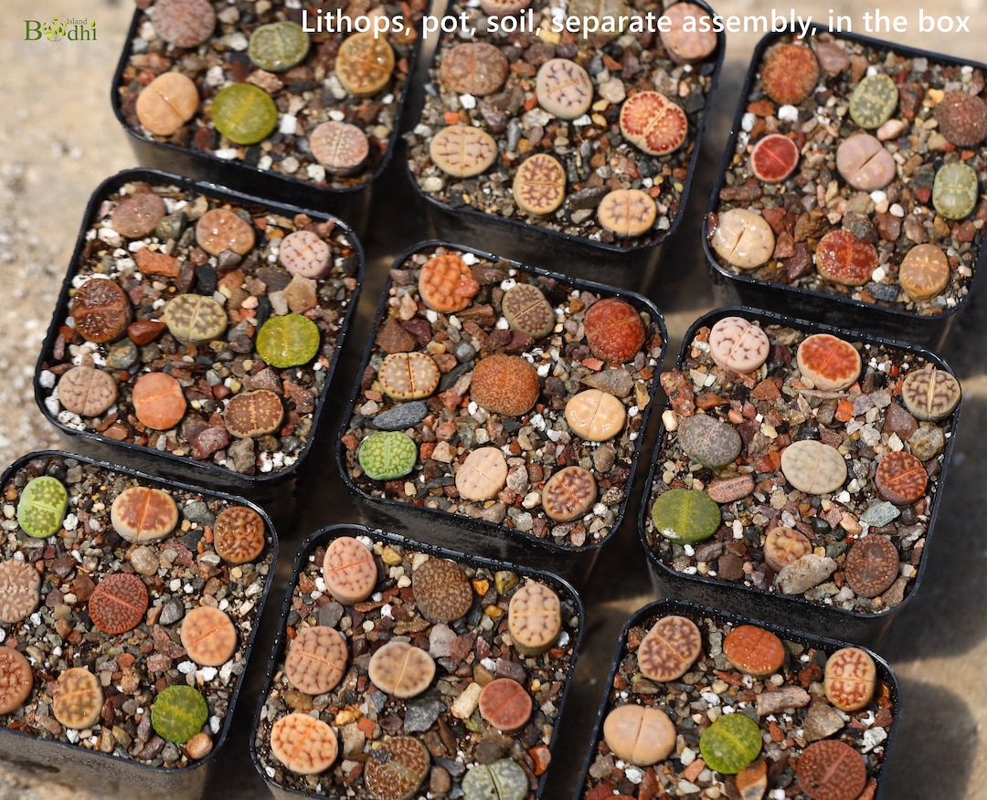 Lithopspotsoil9 Mix Plants Etsy