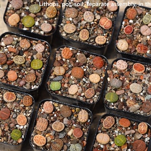 Lithops-Topf-Erde-9 Mix Pflanzen