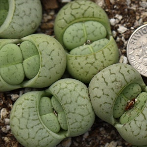 Plant-1- Dinteranthus vanzylii &#39;Emerald&#39;