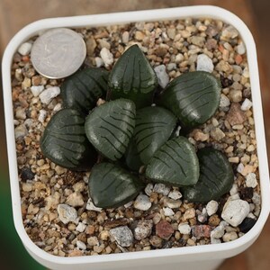 植物 - 鉢植え - Haworthia springbokvlakensis