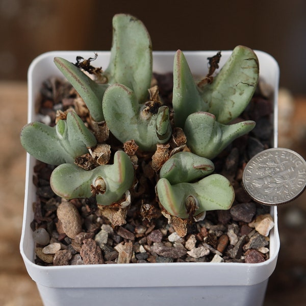 Plant-full pot-  Conophytum bilobum