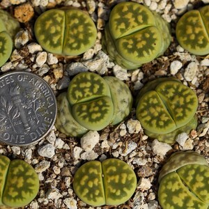 Plant-1 Lithops karasmontana Lerichegreen image 3