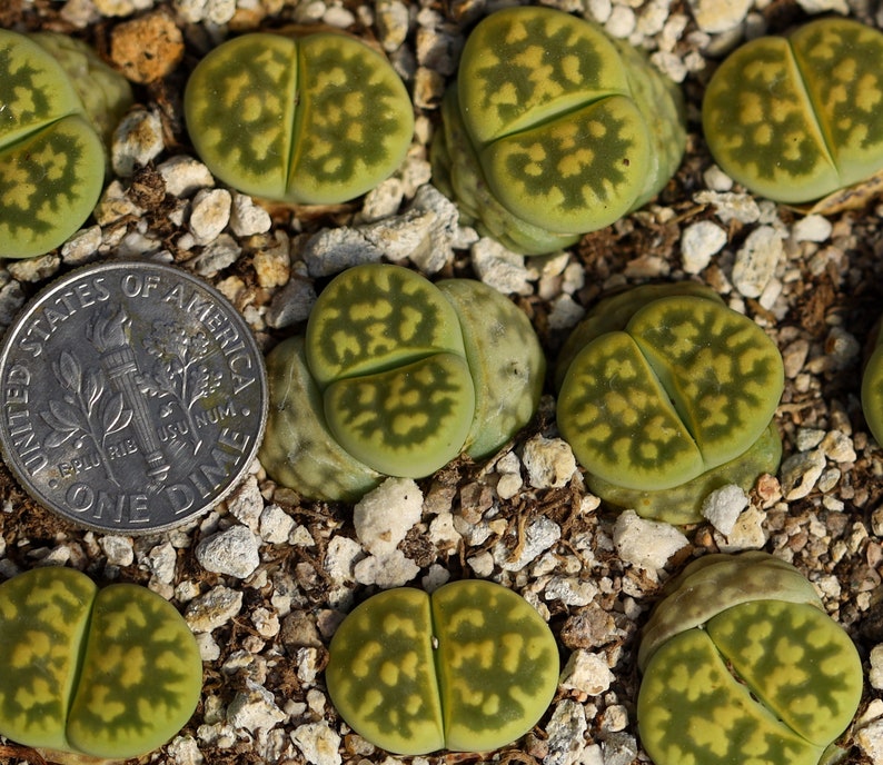 Plant-1 Lithops karasmontana Lerichegreen image 3