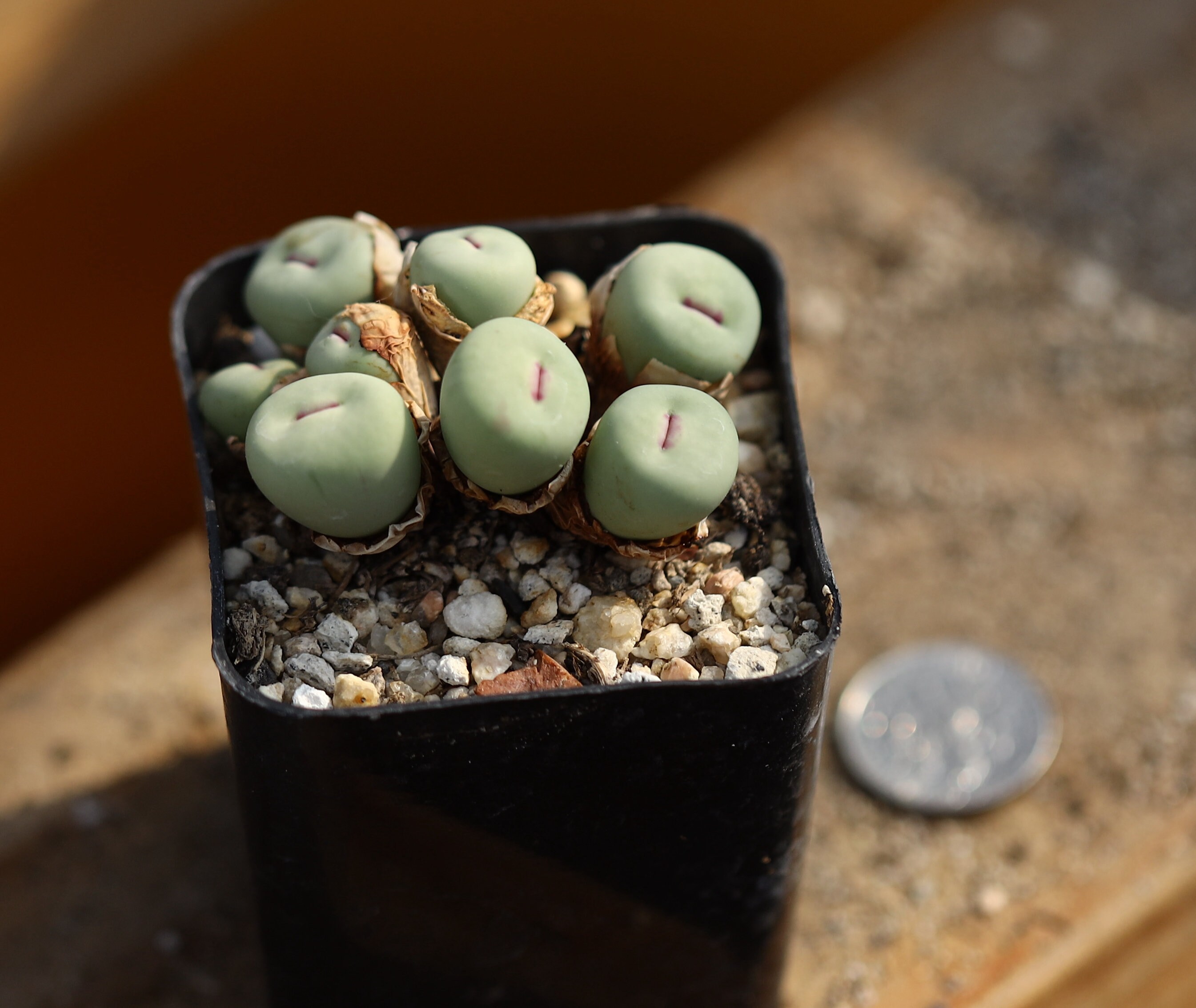 Plant-full Pot-conophytum Pageae - Etsy