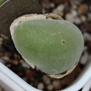 Plant- Muiria hortenseae