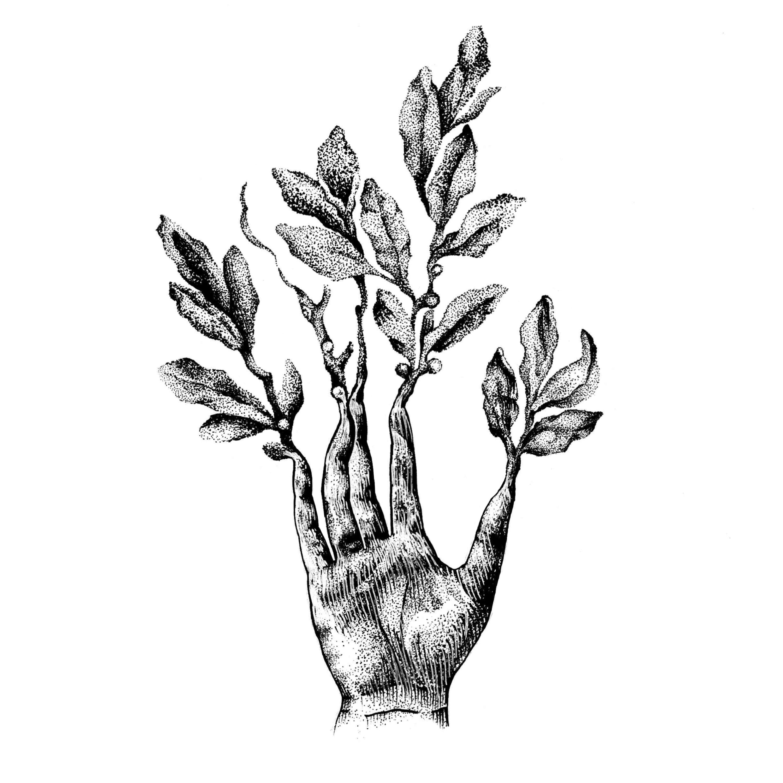 Laurel Daphne's hand tattoo sketch print Mythology Etsy
