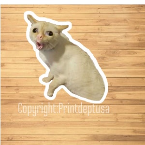 Standing cat pfp  Cat stands, Cat memes, Cat icon