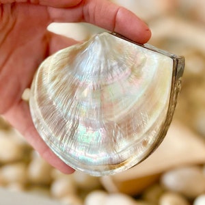 Coastal Gift Box Black Lip Shell Irredescent Seashell Jewelry Box Trinket Dish 4" Beach Décor Mother of Pearl Abalone