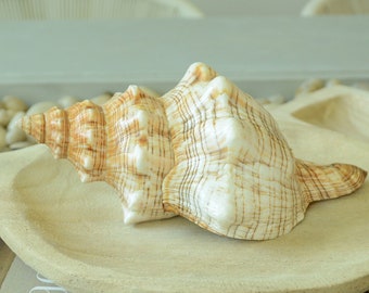 100% Natural Striped Fox Horse Seashell 3-8" You Pick Length, Sea Shell Coastal Beach Conch Wedding Décor Airplant Holder