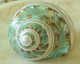 May include: A green and brown seashell with a spiral pattern. The shell is sitting on a wooden surface.