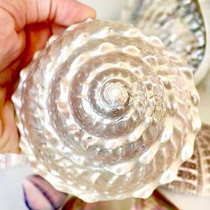 4-4.5&quot; Irredescent Pink Pearly Mermaid Shell Wavy Turban Pyramid Polished Seashell Home Beach Coastal Décor Hermit Crab