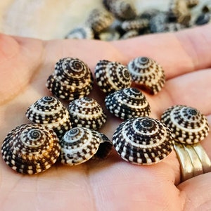 Heliacus Snail Shells 1/2&quot;-7/8&quot; YOU PICK QUANTITY Black White Tiny Small Craft Coastal Beach Home Décor Sea Shells Free Shipping