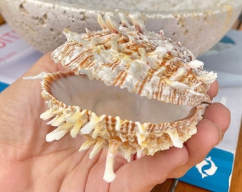 White/Brown Pacific Spiny Oyster Pair 2-4" Rare Paired Clams Sea Shell Seashell Beach Home Décor Ocean Life Spondylus Specimen