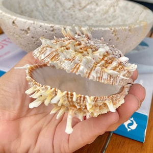 May include: An open, spiky seashell with cream and brown hues is held in a hand. The shell is in focus, with a blurred background featuring a stone bowl, a book, and outdoor seating. The shell's intricate details and natural colors are prominent.