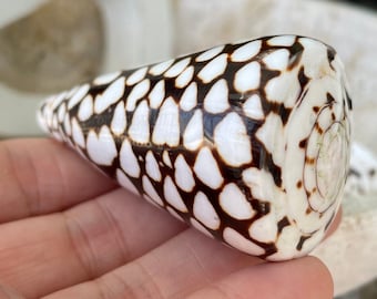 MARBLE CONE SHELLS *All Sizes* Natural White Brown Spots Modern Décor Seashell