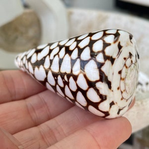 May include: A white and brown seashell with a cone shape and a spotted pattern.