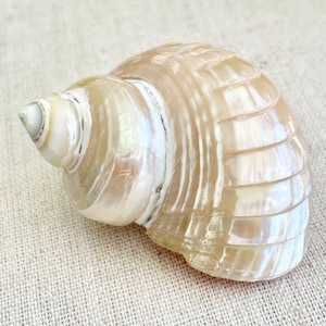 Designer Hermit Crab Pants 2-2.5" Polished Irredescent Ribbed Pearl Goldmouth Turbo Shells Beach Nautical Décor Display