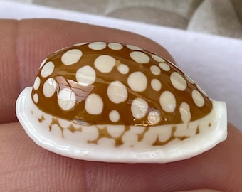 Rare Sieve Cowrie Spotted Cowrie Display Shell Pick Size 3/4" to 1"-1/2" Seashell Collectors Specimen Home Beach Nautical Coastal Décor