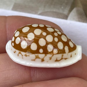 Rare Sieve Cowrie Spotted Cowrie Display Shell Pick Size 3/4" to 1"-1/8" Seashell Collectors Specimen Home Beach Nautical Coastal Décor