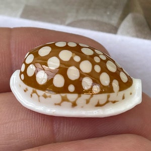 Rare Sieve Cowrie Spotted Cowrie Display Shell Pick Size 3/4&quot; to 1&quot;-1/2&quot; Seashell Collectors Specimen Home Beach Nautical Coastal Décor