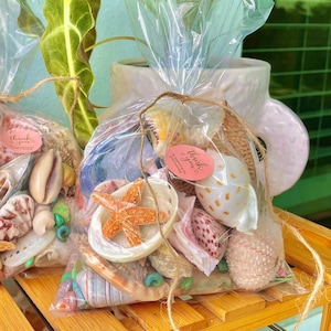 1 Pound MYSTERY BEACH BOX Shells, Starfish, Urchins, Sand dollars and more...