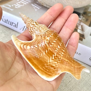 Puede incluir: Una gran concha marrón con intrincados patrones y una punta puntiaguda. La concha se sostiene en una mano, con un libro de fondo con el texto "Natural Art" y "Pacific Air".