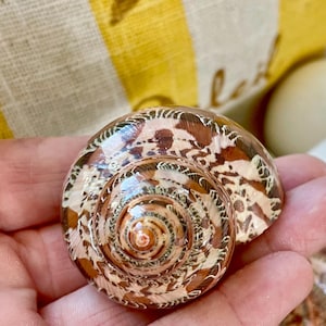 May include: A polished, spiral-shaped seashell featuring a glossy finish with intricate, mottled patterns in shades of brown, tan, and cream. The shell exhibits a smooth, rounded texture with a distinct, tightly coiled center point.