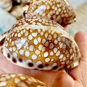 May include: Close-up of several seashells with a brown and white spotted pattern. The shells are held in a hand, with more shells visible in the background. The shells have a glossy finish and are a natural, organic shape.