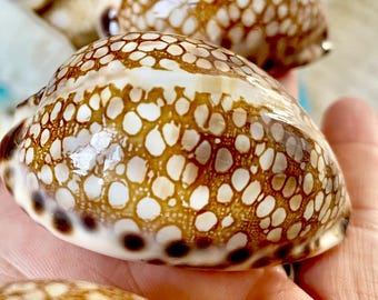 XLタイガータカラガイ貝殻 | プレミアム品質 | 3-3/4インチ - 4インチ