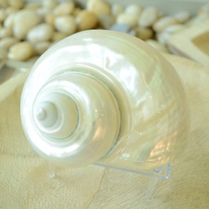 PEARLED TURBO SHELLS *All Sizes* Natural Irredescent Polished Seashell Hermit Crab Beach Décor