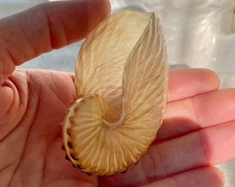 Op de afbeelding: Een close-up van een lichtbruine schelp met een spiraalvorm. De schelp is open en de binnenkant is wit.