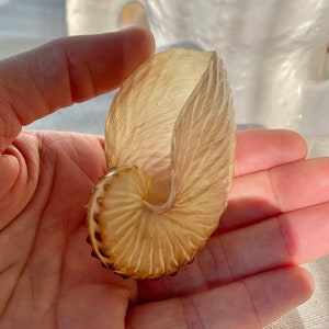 Du vrai de la mer ! Papier brun XL Nautilus (Argonaute) Présentoir de décoration nautique de plage, coquillages de 2 à 2,5 po., coquillages brun beige