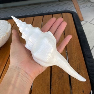 May include: A white seashell with a spiral shape and a long, pointed tip. The shell is held in a hand, and the background is a wooden surface.