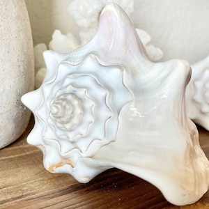 100% Natural Florida Keys White Beige Milk Conch 5-6" Seashell Beach Nautical Décor Display Shell