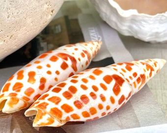 XLタイガータカラガイ貝殻 | プレミアム品質 | 3-3/4インチ - 4インチ