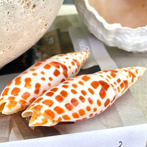 100% Natural REAL XL 2.5-5" Episcopal Miter Sea Shell POLISHED Display Specimen Collectible Orange White Coastal Crafts