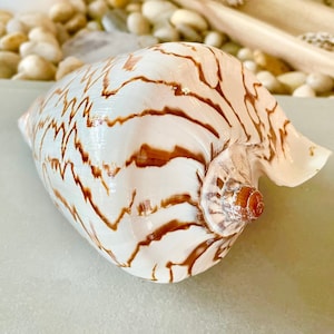 Natural From Ocean Noble Volute Beige Brown Patterned Seashell 6-8&quot; YOU PICK SIZE Beach Nautical Coastal Décor Display Shell