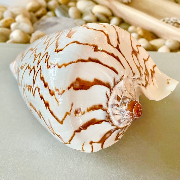 Natural From Ocean Noble Volute Beige Brown Patterned Seashell 4-8" YOU PICK SIZE Beach Nautical Coastal Décor Display Shell