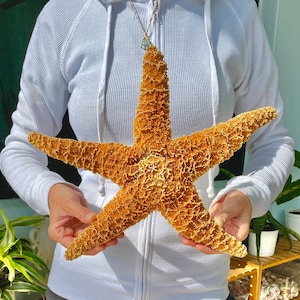 Sugar Starfish 100% Real S-XXL 3-14" Orange Crafts & Coastal Décor Star Fish Wedding Beach Nautical
