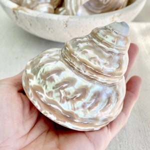 XL 3.5-5&quot; You Choose Size- Wavy Turban Turbo Pearlized Pyramid Display Shell Polished Seashell Pearl Irredescent Home Beach Coastal Décor