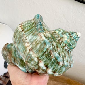 May include: A large, spiraled seashell featuring a glossy finish with blended shades of teal, forest green, and white. The shell has a textured, ribbed surface with natural ridges and a pointed apex, showcasing a complex, multi-colored pattern.